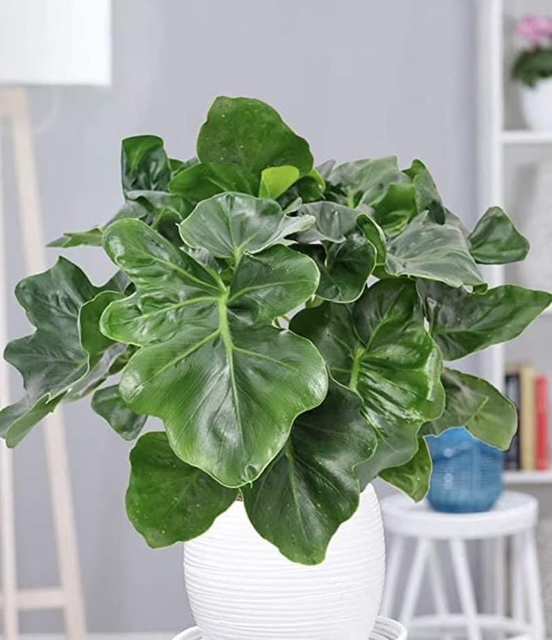 Puede incluir: Una exuberante planta de interior verde con hojas grandes en forma de coraz&oacute;n. La planta est&aacute; en una maceta blanca texturizada. Las hojas tienen un aspecto brillante y la planta est&aacute; bien iluminada, mostrando su color y textura. Planta decorativa.