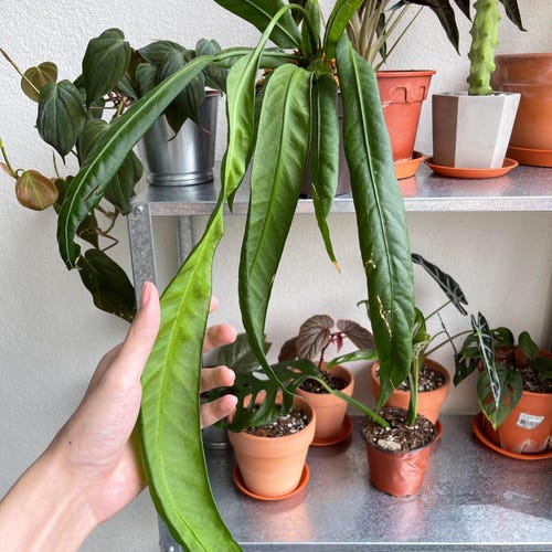 Anthurium Vittarifolium 2 Pot (ALL STARTER PLANTS Require You to Purchase  2 Plants!) - Etsy
