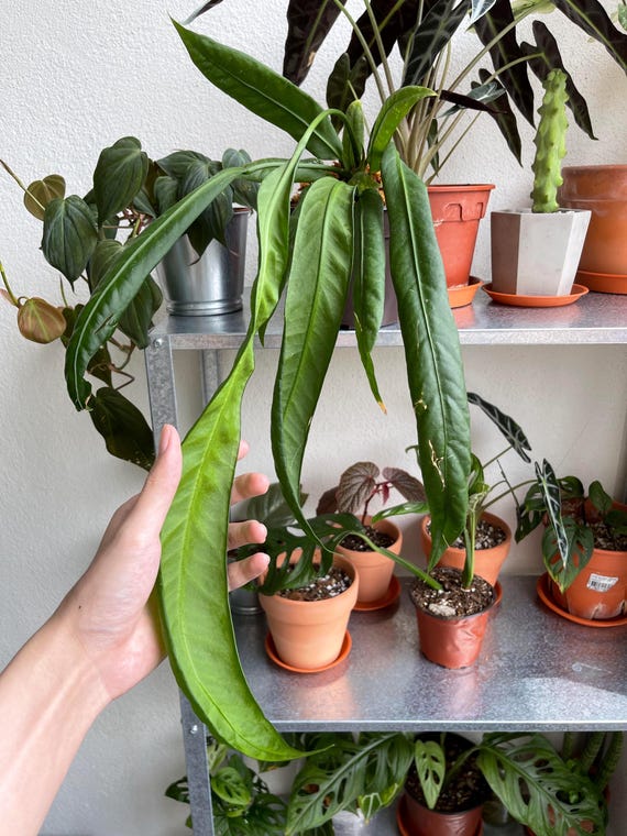 3株セット（2鉢）Anthurium vittariifolium アンスリウム・ヴィッタリ