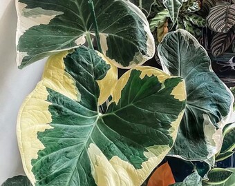 Alocasia Mickey Mouse “xanthosoma albomarginata” Starter Plant (ALL STARTER PLANTS require you to purchase 2 plants!)