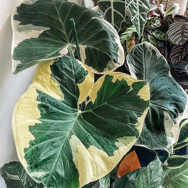 Alocasia Mickey Mouse “xanthosoma albomarginata” Starter Plant (ALL STARTER PLANTS require you to purchase 2 plants!)