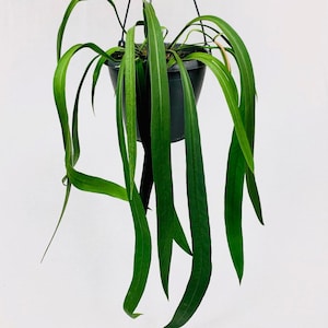 Anthurium vittarifolium Starter Plant (ALL STARTER PLANTS require you to purchase 2 plants!)