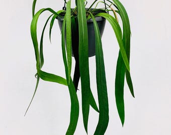 Anthurium vittarifolium Starter Plant (ALL STARTER PLANTS require you to purchase 2 plants!)