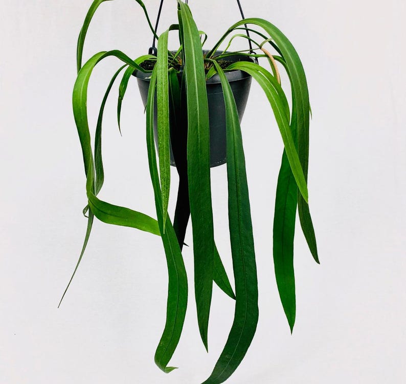 SunshineGreens Anthurium vittarifolium Plant
