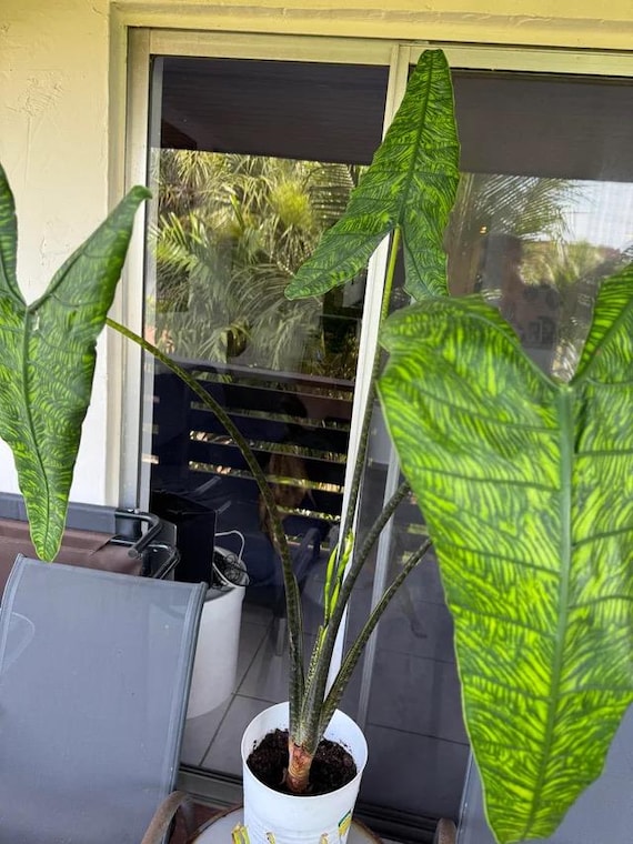 Alocasia Zebrina reticulata 4 pot (ALL STARTER PLANTS require you to  purchase 2 plants!)