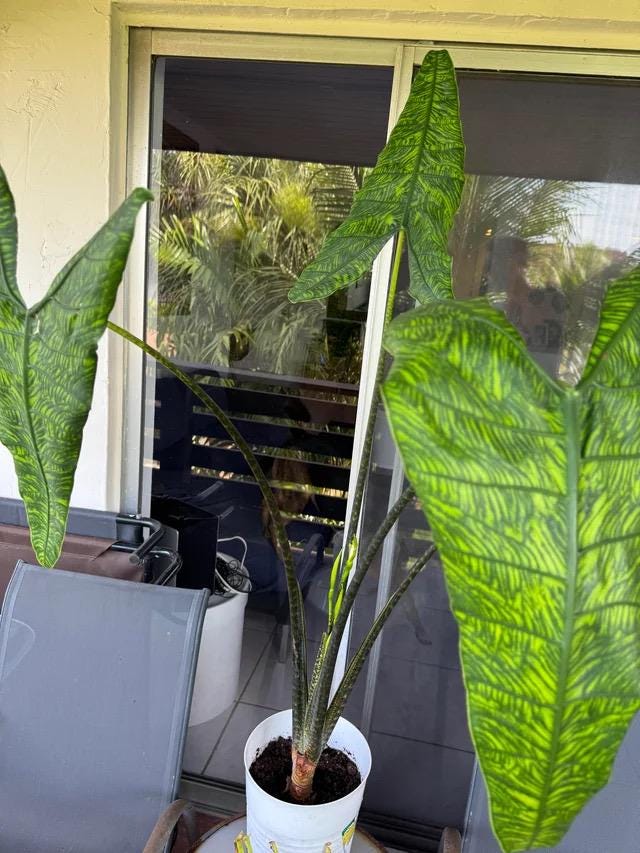 bogenhanf erde kaufen Bogenhanf Bosse – Green Me Up
