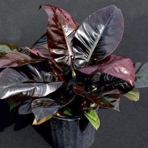 Black Cardinal Philodendron  **ALL starter plants require you to purchase 2 plants! **