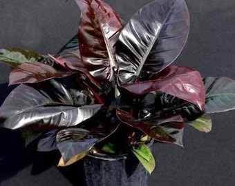 Black Cardinal Philodendron  **ALL starter plants require you to purchase 2 plants! **