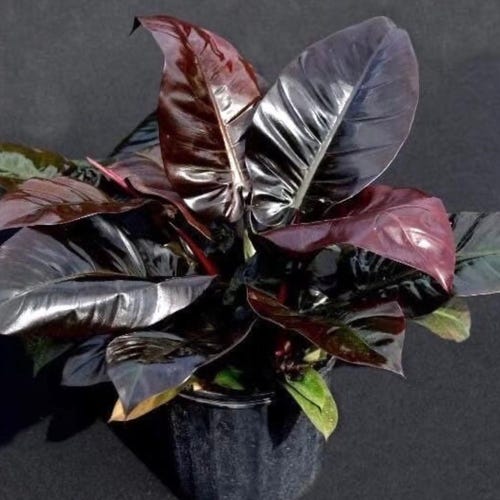 Black Cardinal Philodendron  **ALL starter plants require you to purchase 2 plants! **