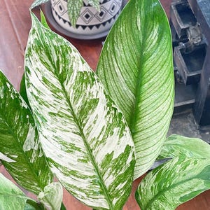 Planta joven de lirio de la paz variegado “Sensation” **(¡TODAS las plantas requieren la compra de 2 plantas cualesquiera!)**