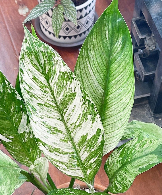 Variegated Peace Lily “sensation” Starter Plant **(ALL Plants