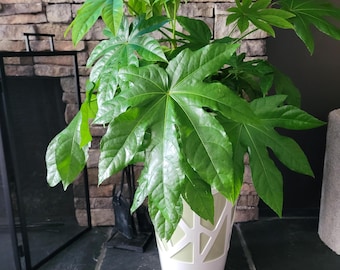 Fatsia Japonica Starter Plant (ALL STARTER PLANTS Require You to Purchase 2  Plants!) - Etsy