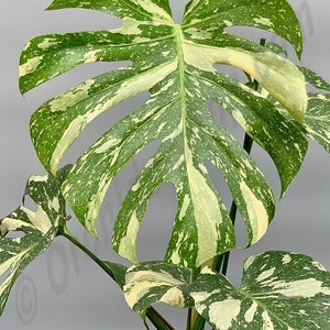 Monstera Thai constellation #2 Starter Plant (ALL STARTER PLANTS require you to purchase 2 plants!)