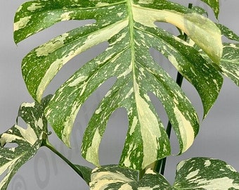 Monstera Thai constellation #2 Starter Plant (ALL STARTER PLANTS require you to purchase 2 plants!)