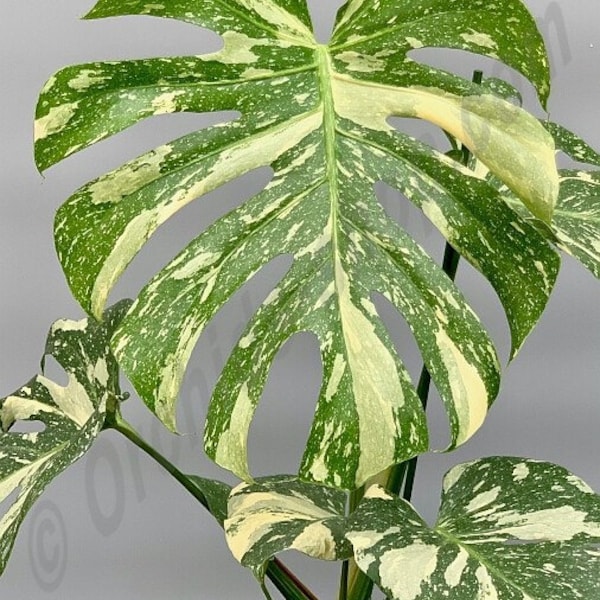 Monstera Thai constellation #2 Starter Plant (ALL STARTER PLANTS require you to purchase 2 plants!)