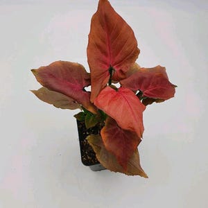 Syngonium Orm Nak starter plant **(ALL plants require you to purchase ANY 2 plants!) **