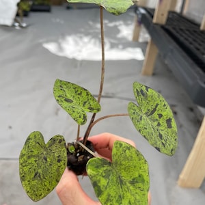 Colocasia Mojito "Esculenta" Elephant Ear Starter Plant. **ALL starter plants require you to purchase 2 plants! ** image 9