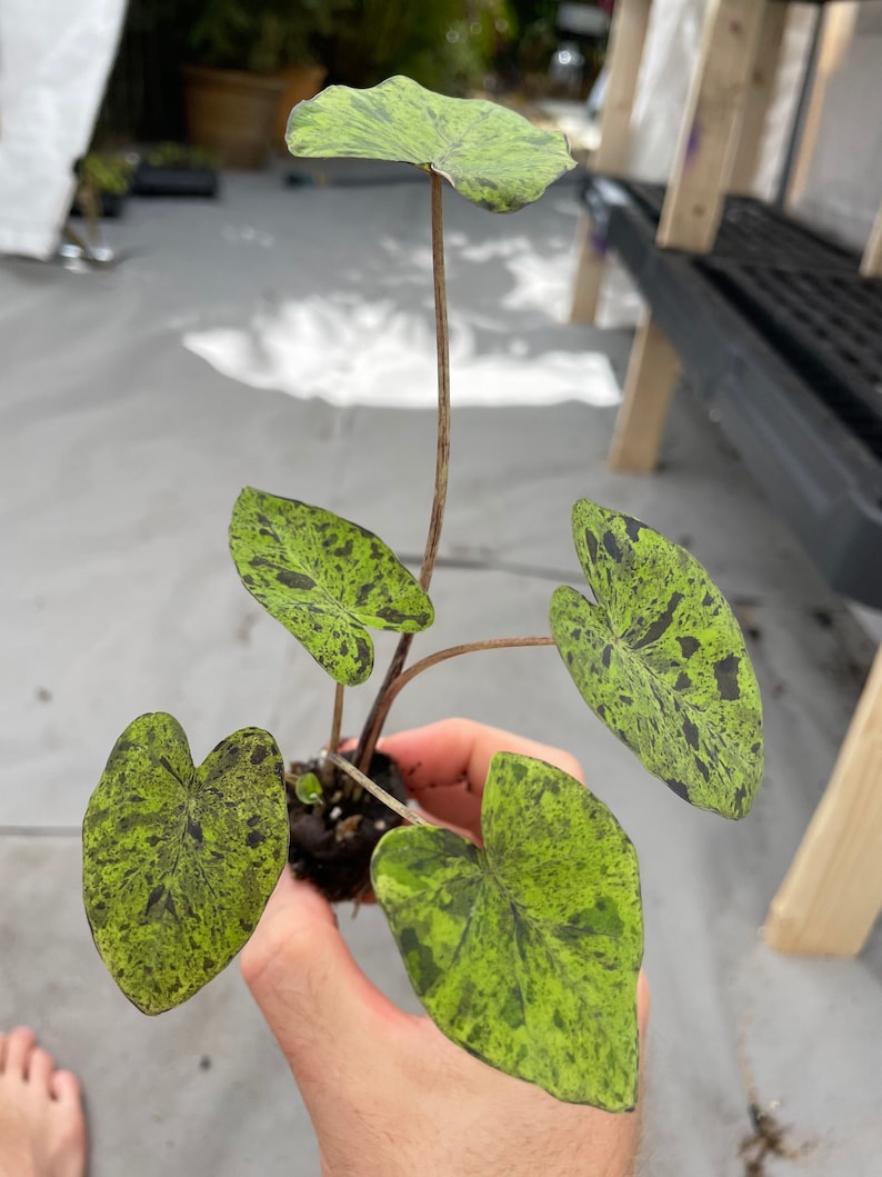 Colocasia Mojito "Esculenta" Elephant Ear Starter Plant. **ALL starter plants require you to purchase 2 plants! ** image 9