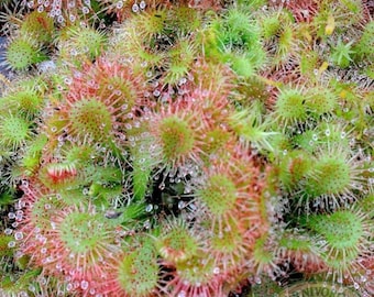 May include: Close-up of a carnivorous plant, featuring numerous small, round, green and red leaves covered in tiny water droplets. The plant has a spiky appearance, with a focus on its unique texture and color variations.