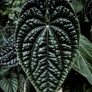 Anthurium Radicans X Luxurians rare starter plant **(ALL plants require you to purchase ANY 2 plants!)**