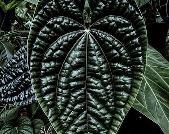 Scott Cohen Anthurium Antolakii (known as BVEP) X NSE Anthurium