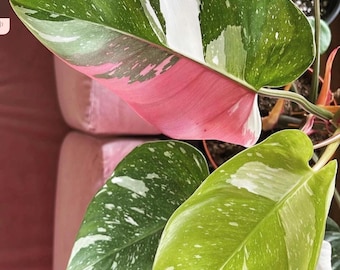 May include: A close-up of a houseplant with large, variegated leaves. The leaves are green, white, and pink, with a speckled pattern. The plant is in a pot, but the pot is not visible in the image.