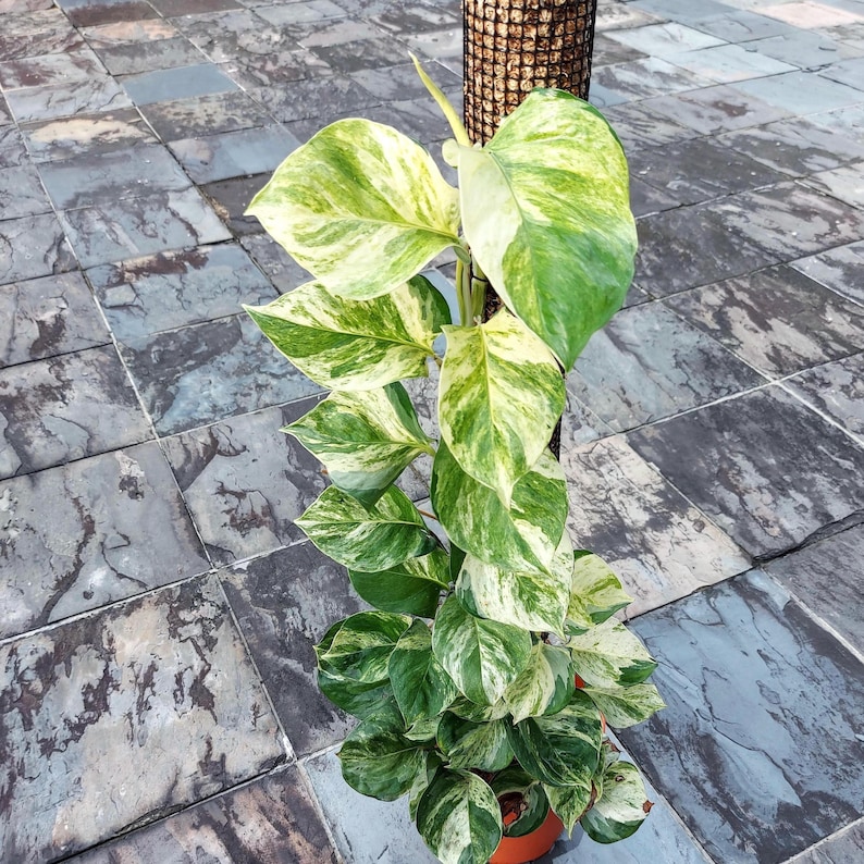 SunshineGreens Neon Pothos
