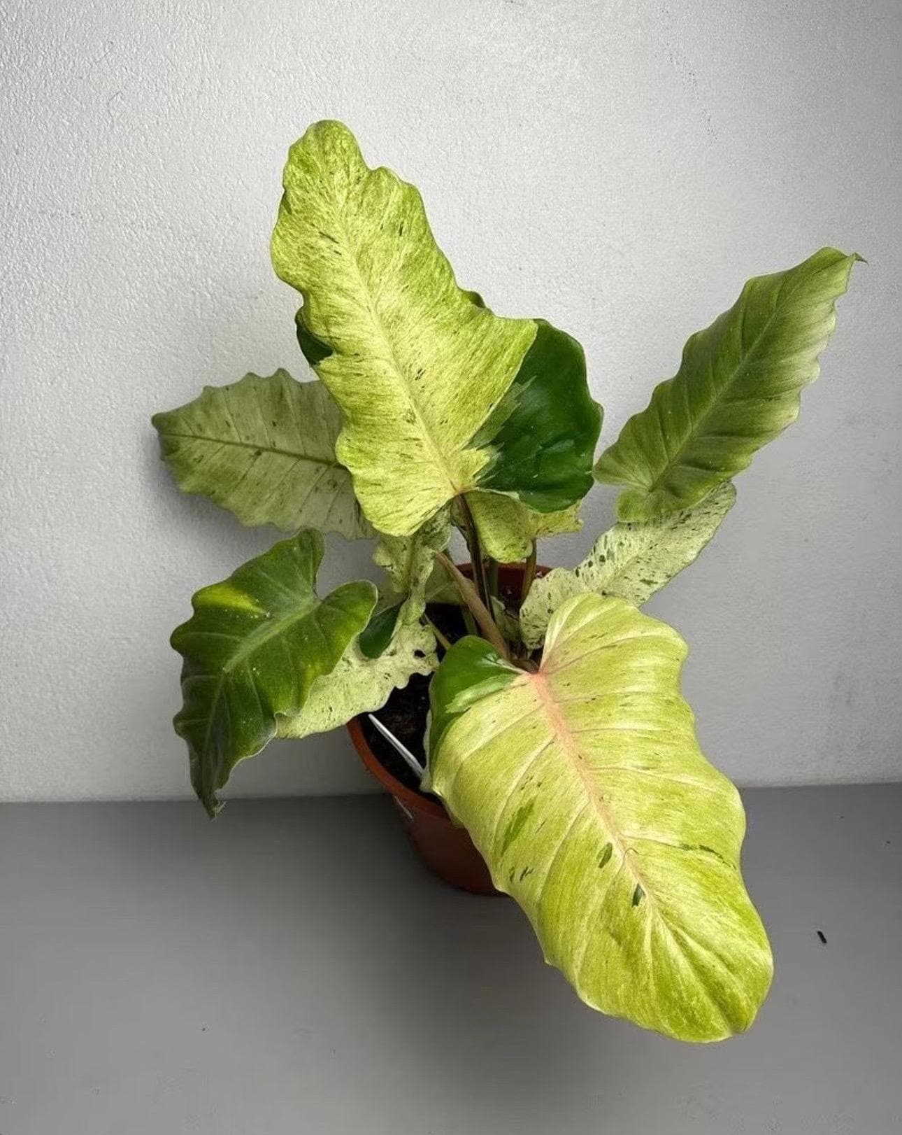 Philodendron Snow Drift Starter Plant (preorder) (ALL STARTER PLANTS  Require You to Purchase 2 Plants!) - Etsy