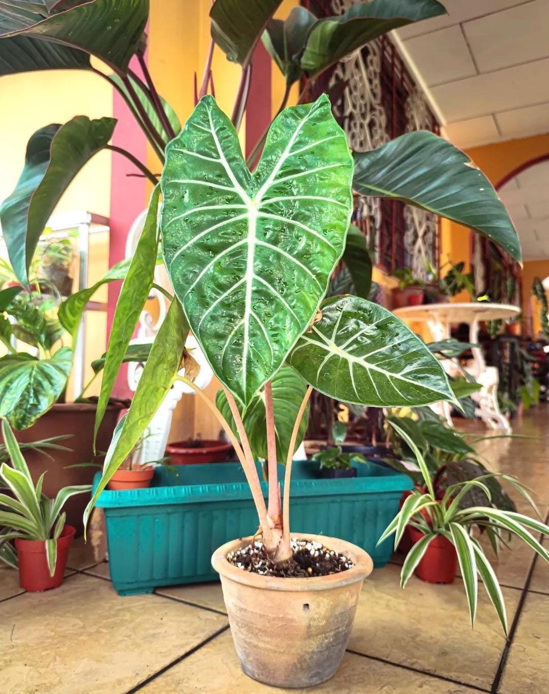 Alocasia Morocco Pink Dragon Starter Plant **(ALL Plants Require