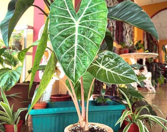 Alocasia Morocco Pink Dragon Starter Plant **(ALL Plants Require