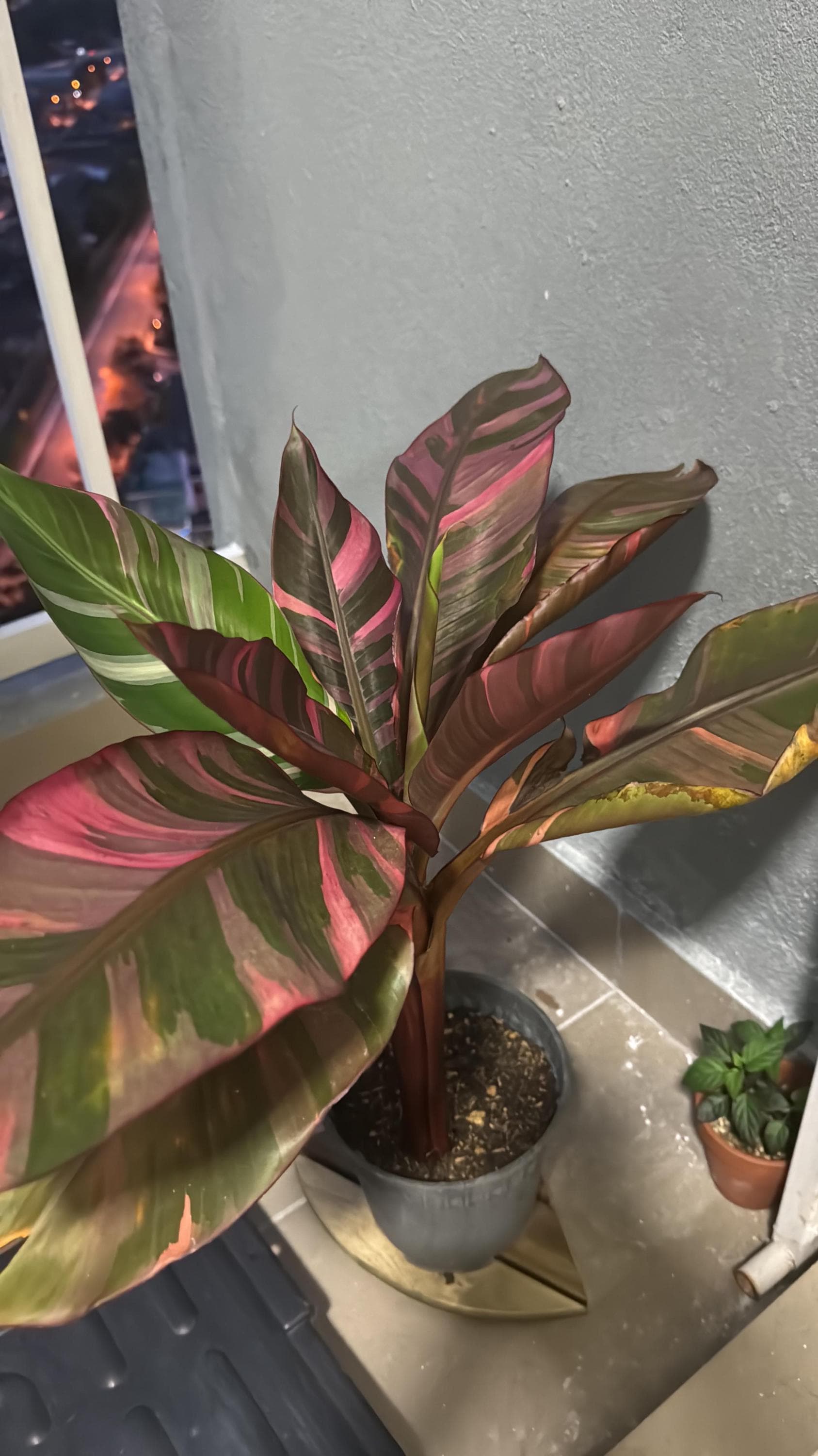 Pink Variegated Musa Nono Starter Plant (ALL STARTER PLANTS