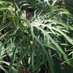 Anthurium Portillae Dorito - Etsy