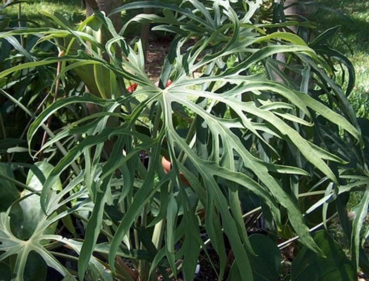 Anthurium Portillae Dorito - Etsy