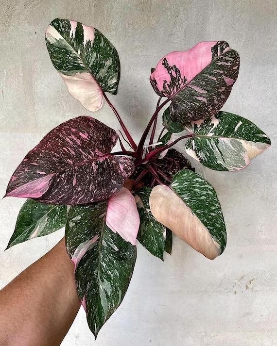 ficus tineke plant Ficus Tineke Tree Form Multi Branch Single Stem, Variegated Rubber Tree