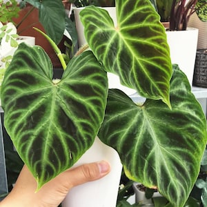 Philodendron Verrucosum dark form 4” pot **(ALL plants require you to purchase ANY 2 plants!)**