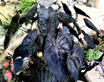 Black Prayer Plant - Rare Black Plants - Maranta Leuconeura 'massangeana -  Tropical Plant in 5 Pot - Etsy