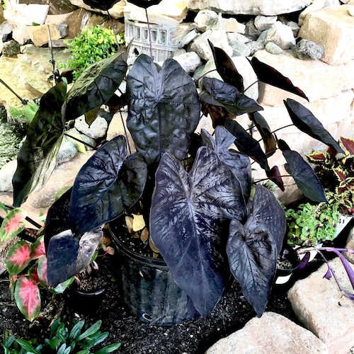 Colocasia Black Ripple gothic Rare Black Elephant Ear Starter Plant  **(ALL Plants Require You to Purchase ANY 2 Plants!)** - Etsy