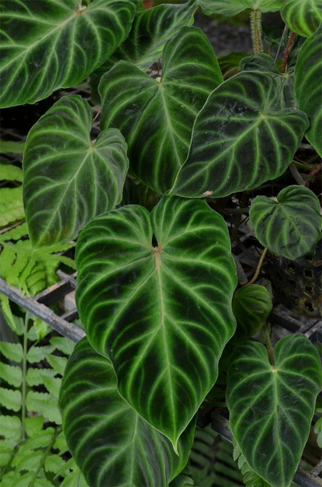 asclepias plant Asclepias syriaca main image 0