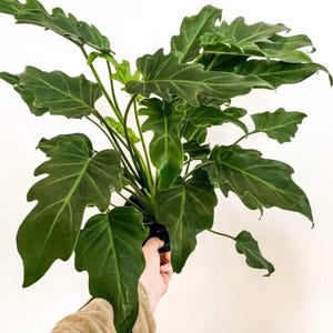 Philodendron Deja Vu starter plant **(ALL plants require you to purchase ANY 2 plants!)**