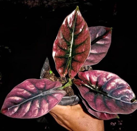 Alocasia Red Emergent Infernalis Starter Plant (ALL STARTER PLANTS