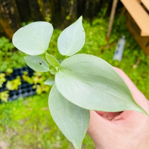 Philodendron silver sword hastatum Starter Plant ALL STARTER PLANTS require you to purchase 2 plants image 2