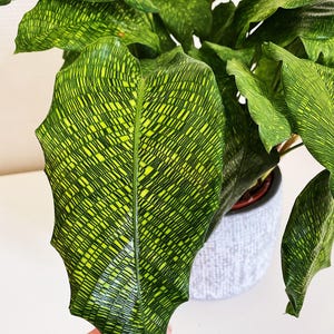 Calathea musaica ( network ) Starter Plant (ALL STARTER PLANTS require you to purchase 2 plants!)