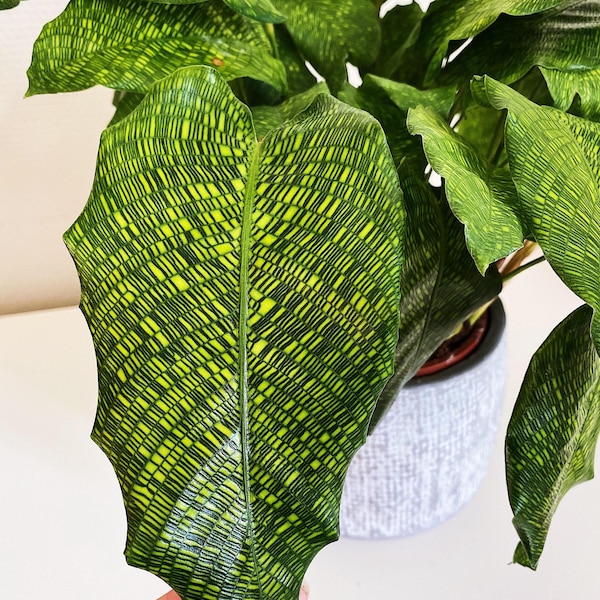 Calathea musaica ( network ) Starter Plant (ALL STARTER PLANTS require you to purchase 2 plants!)