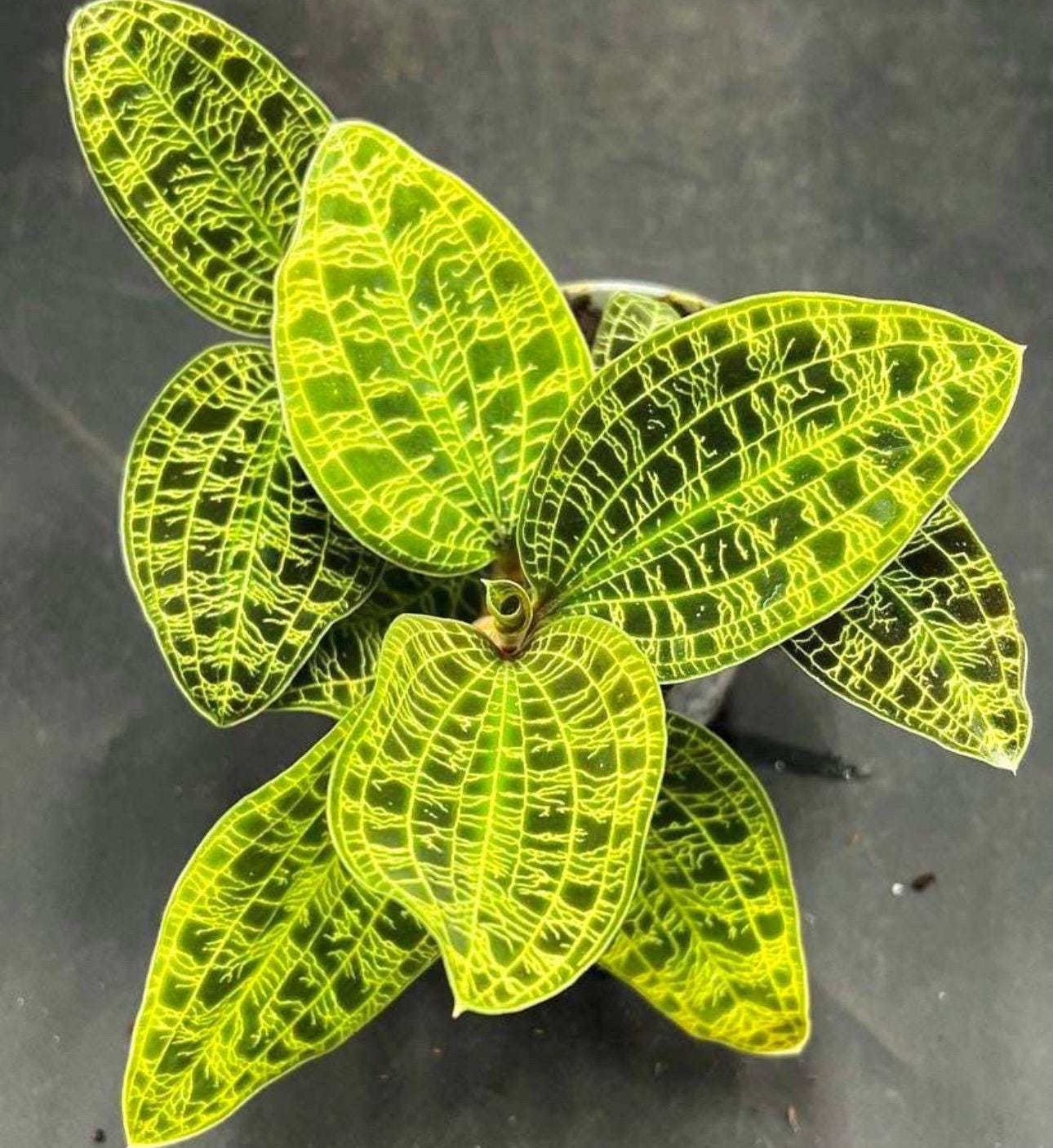 Macodes Petola jewel orchid starter plant **(ALL plants require you to purchase ANY 2 plants!)