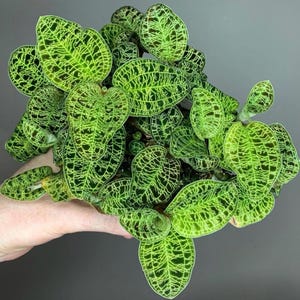 Macodes Petola (orquídea joya) Planta de inicio (¡TODAS LAS PLANTAS DE INICIO requieren la compra de 2 plantas!)