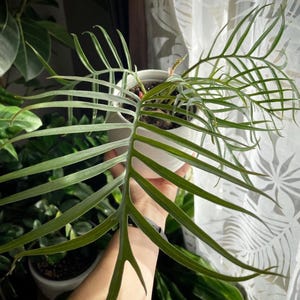 Philodendron tortum 4" pot (ALL STARTER PLANTS require you to purchase 2 plants!)