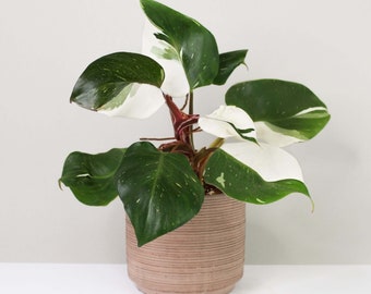 philodendron white knight Starter Plant (ALL STARTER PLANTS require you to purchase 2 plants!)