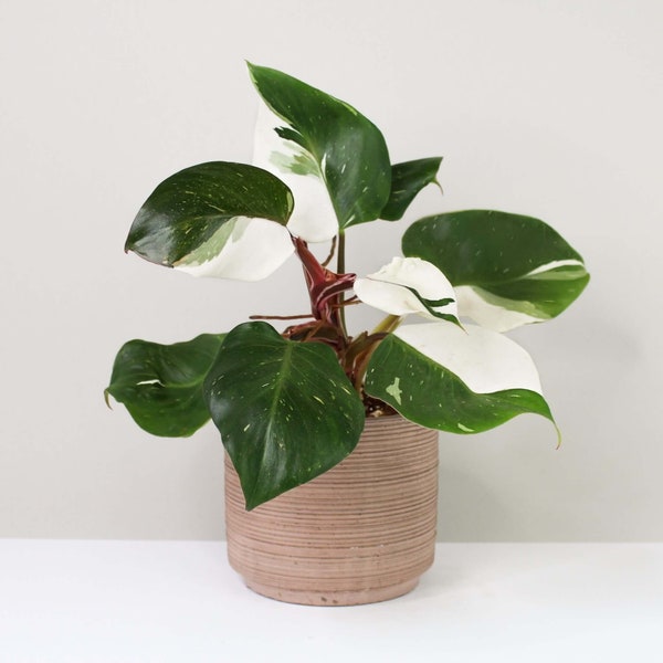 philodendron white knight Starter Plant (ALL STARTER PLANTS require you to purchase 2 plants!)