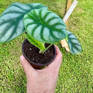 5 pack Silver Dragon Alocasia Starter Plant (ALL STARTER PLANTS require you to purchase 2 plants!)