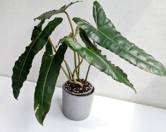Philodendron Billietiae Dark Form Starter Plant (ALL STARTER PLANTS require you to purchase 2 plants!)